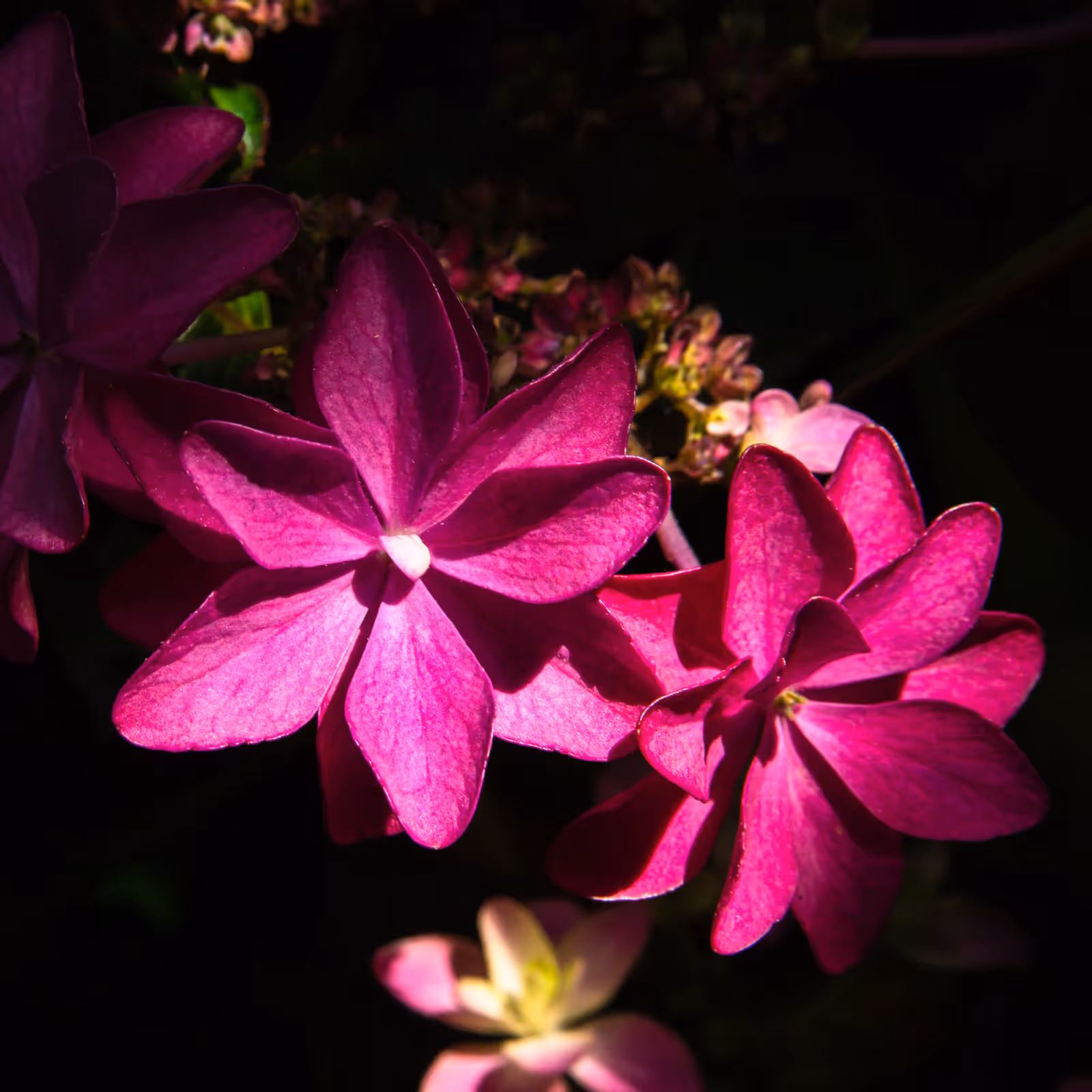 梅雨の公園で撮影した青と紫のグラデーションが美しい紫陽花の花房