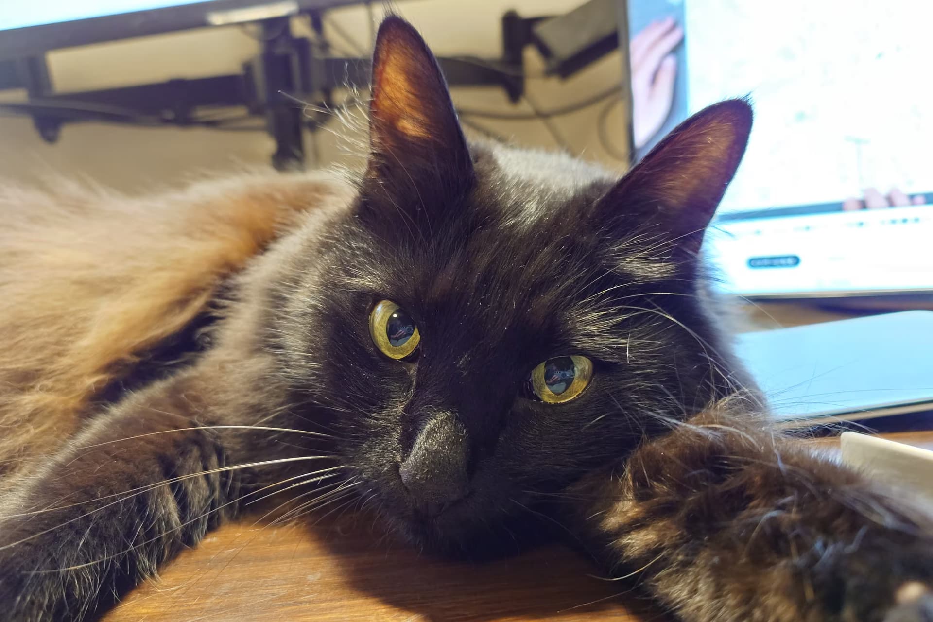 黒猫ひじきの写真