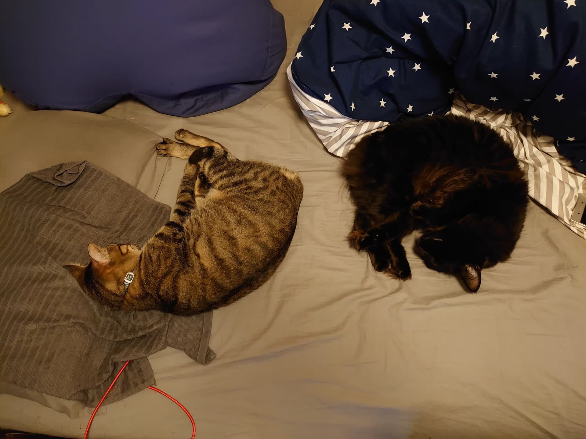 ベッドの上でニャンモナイトになりきれていないつくしと、きれいなニャンモナイトのひじき