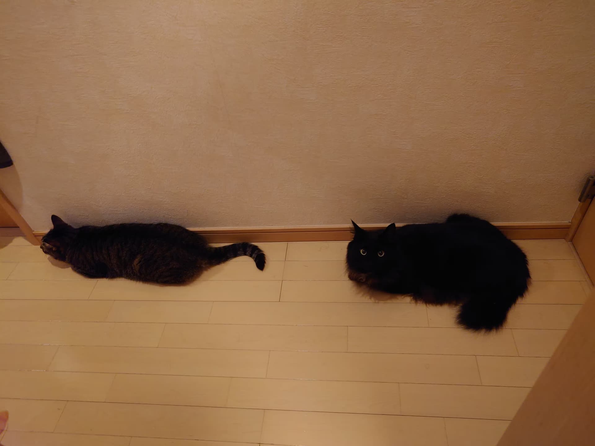 廊下で縦列駐車みたいに並んでいるつくしとひじき