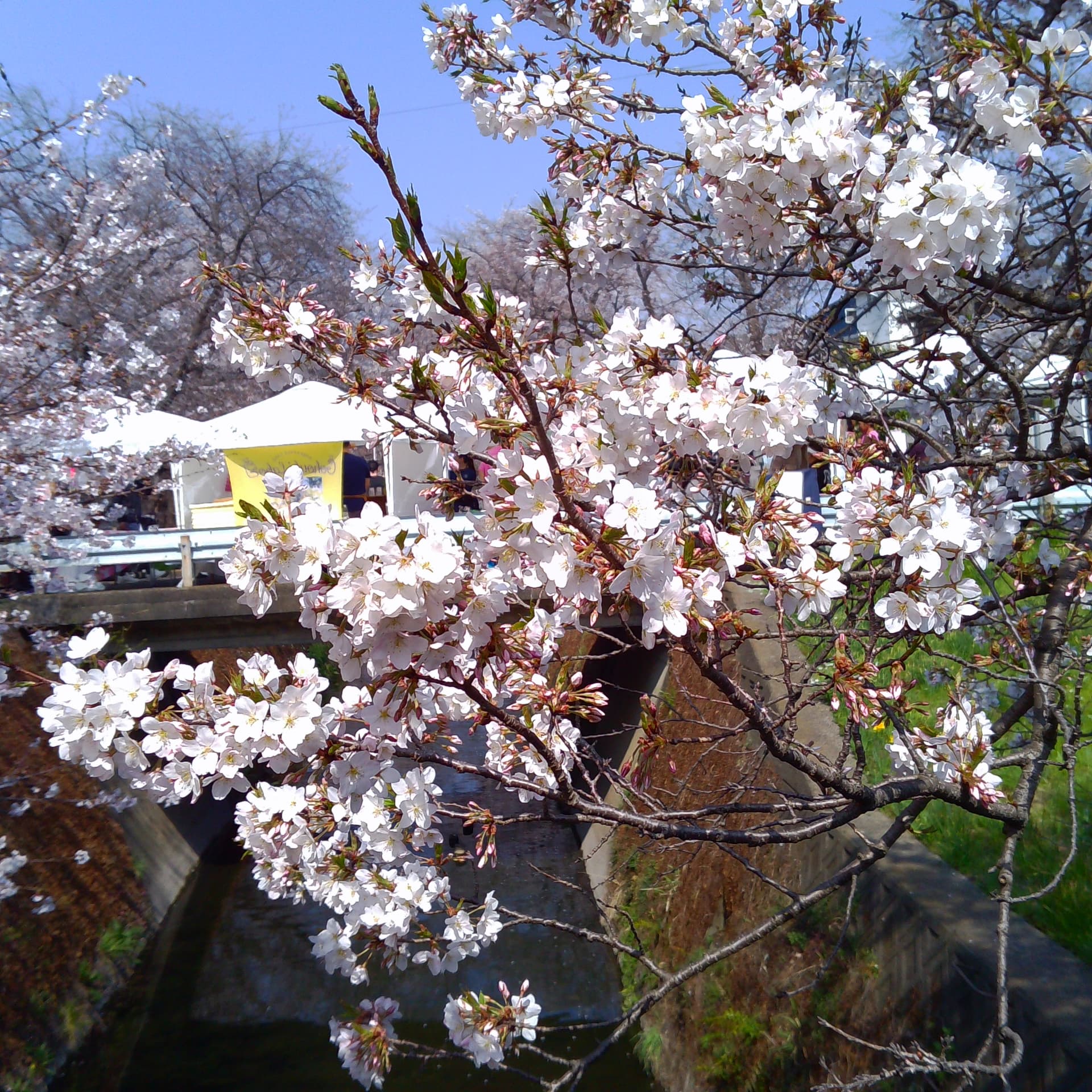 千本桜の春まつりと、いちご大福