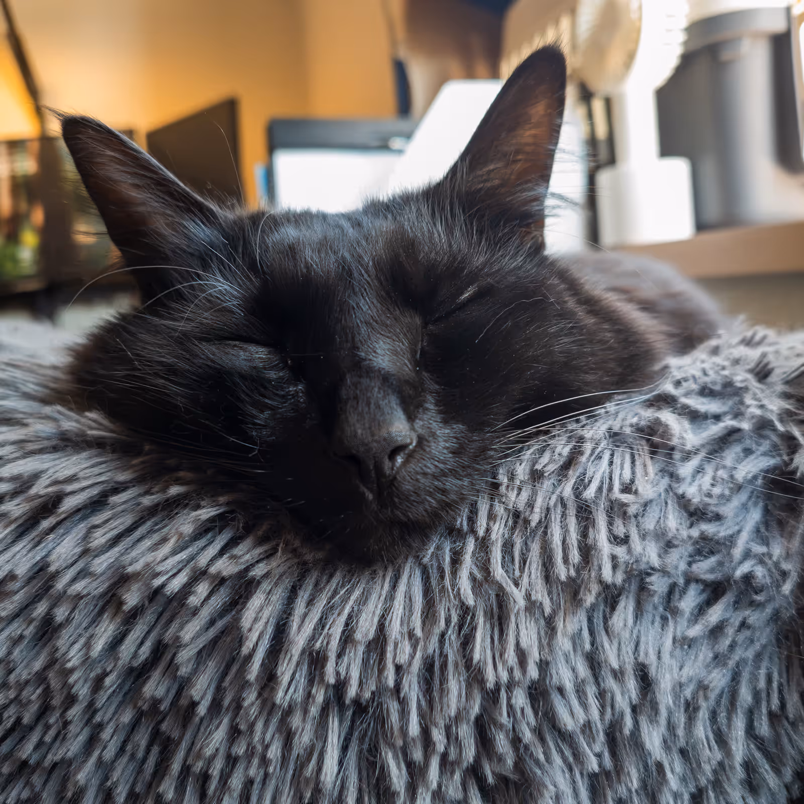 ふわふわのベッドに顔をうずめて眠るひじき