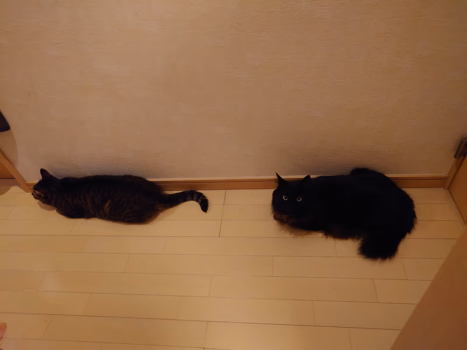 廊下で縦列駐車みたいに並んでいるつくしとひじき