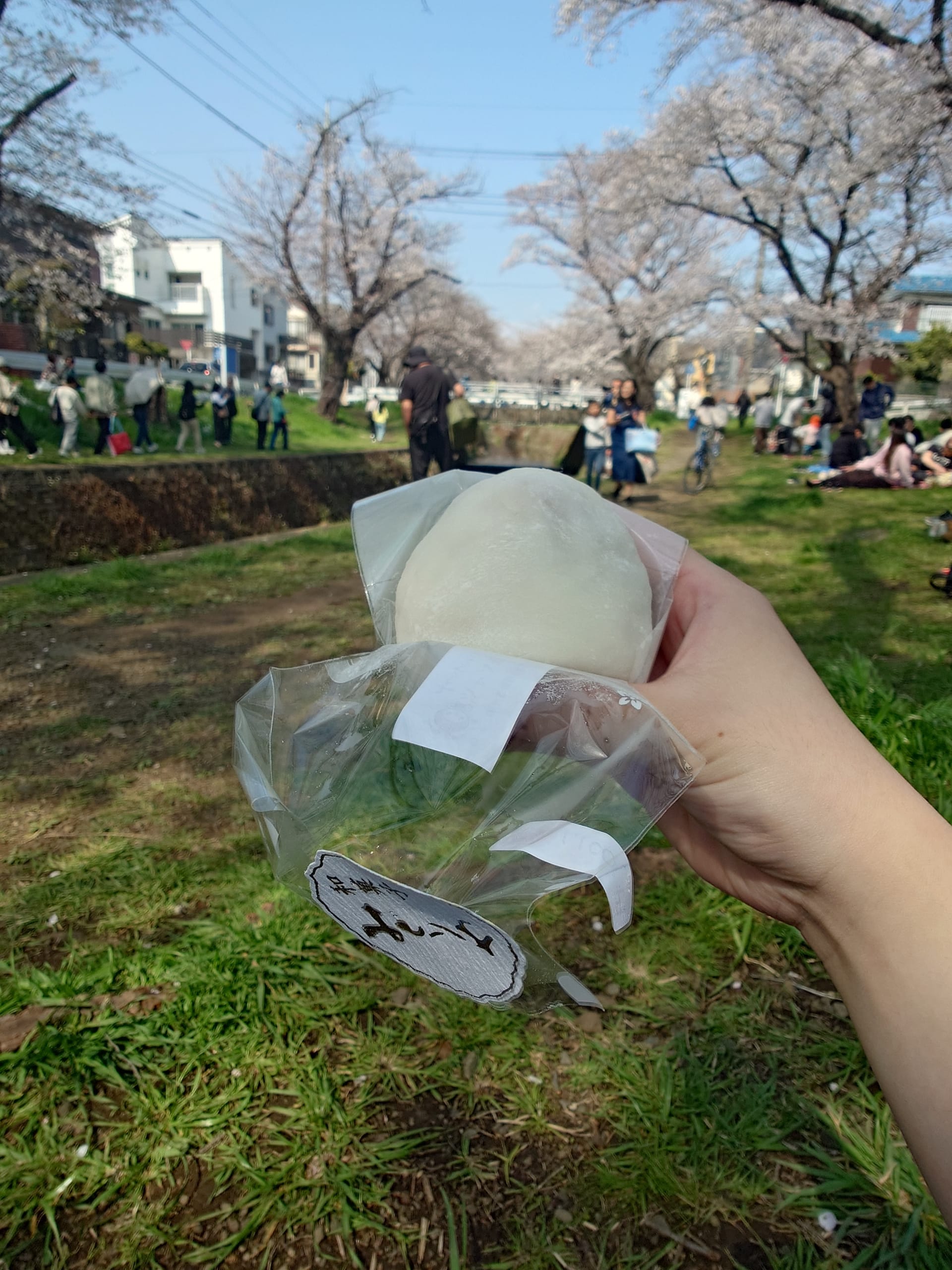 ジャンボいちご大福と桜
