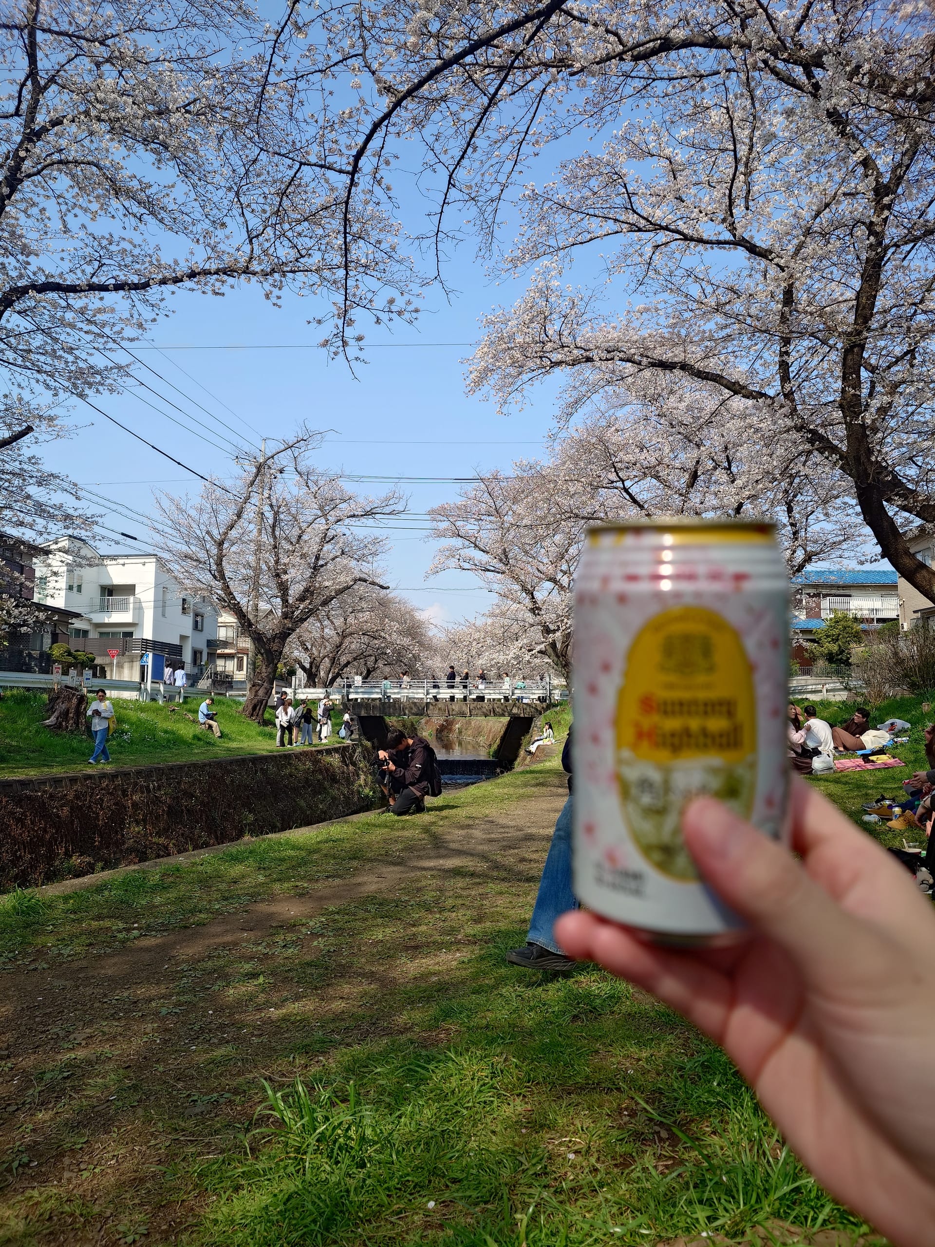 ハイボールと桜