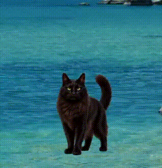 黒猫ひじきポモドーロ