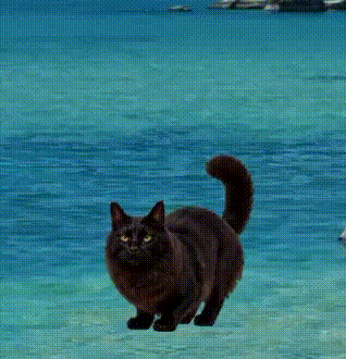 黒猫ひじき通知